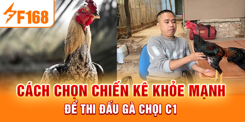 Gà Chọi C1 - Trò Chơi Cá Cược Hấp Dẫn Nhất Mọi Thời Đại Cách chọn chiến kê khỏe mạnh để thi đấu gà chọi C1